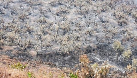 Vines burnt to the ground at Leo Erazo