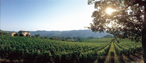 masciarelli-san-martino-sulla-marrucina-vineyard