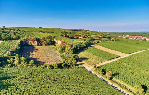 Steinacker vineyard Pfalz