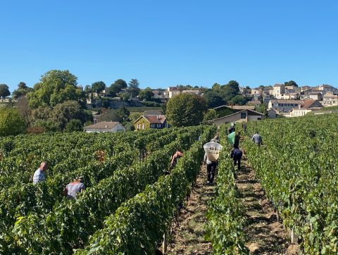 Merlot harvest St-Emilion 2022