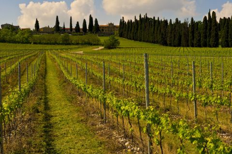 Ca del Magro vineyard