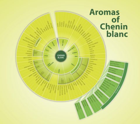 English-language Chenin Blanc aromas and flavor wheel
