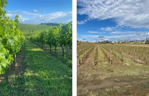 2022 bordeaux harvest affected v unaffected by frost