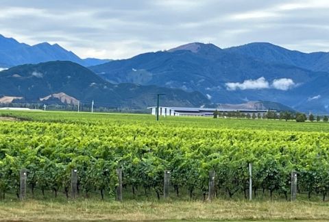 Large Marlborough winery