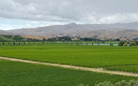 Marlborough green monoculture