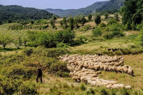 sheep at Pares Balta estate