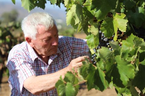 Camillo Magoni tending his grape vines