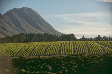 Bosman's De Bos vines