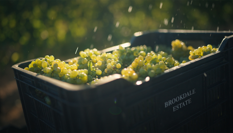 A crate of white grapes at Brookdale