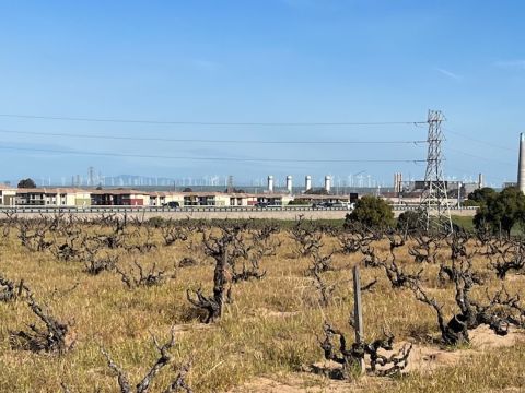 Contra Costa old vines with new houses and wind farm in the background