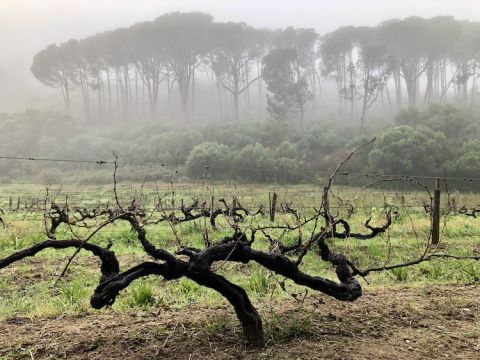 Old vines in S Africa by Chris Howard
