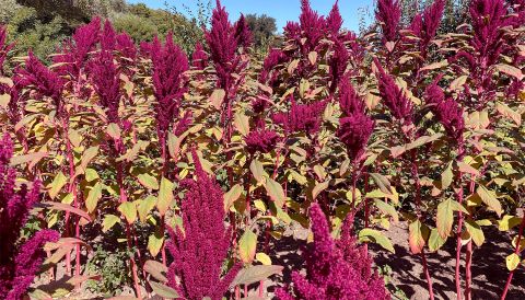 amaranth