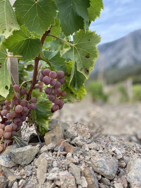 Secret de Schistes Grenache Gris