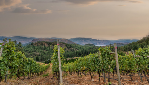 Looking down the vineyard slopes of Niche Wine Co. The hill in the middle was ground zero for the West Kelowna fire; the hills on the left across the lake are behind the city of Kelowna and also now on fire. 