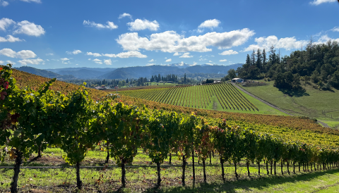 A sunny day at Abacela 