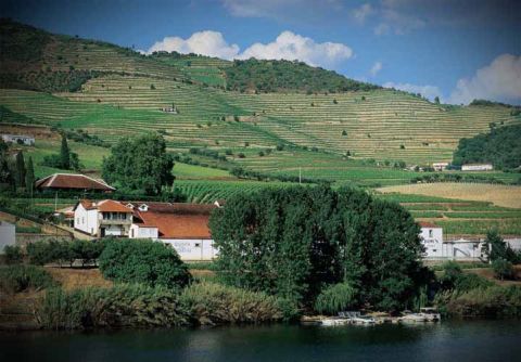 Quinta do Bomfim vineyards