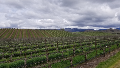 Happy Canyon vineyard in winter by Adam McHugh