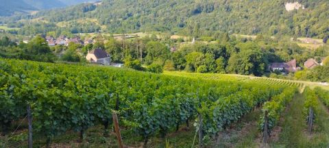 Mouillard vineyards overlooking the village