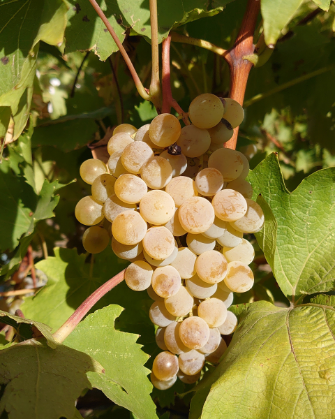 Gergana grape bunch