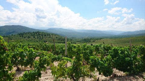 the vines at Barovo