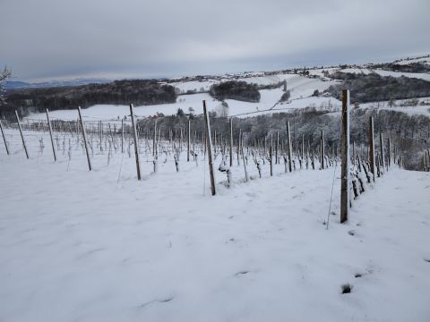 Furmint vineyard under winter snow - credit Liam Cabot