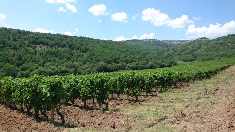 Tikves vineyard