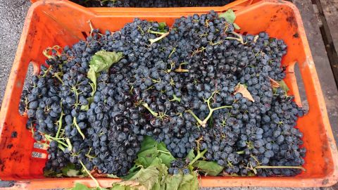 A crate of Vranec bunches