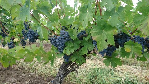Ripe Vranec bunches on the vine