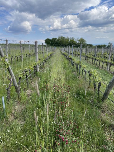 Lush grasses and flowers grow between Bründlmayer's vine rows.