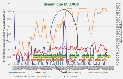 Mildew dynamic 2023 in Bordeaux