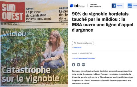 reports of mildew in Bordeaux in French press