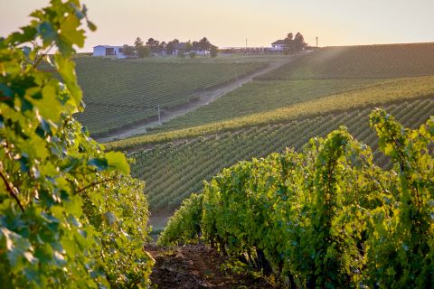 Cramele Recas vineyards