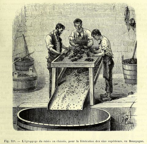 Figuier destemming 1873