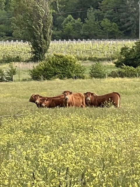 Cows at Ch Ferran