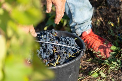 Domaine Jean-Paul Dubost - ripe grapes