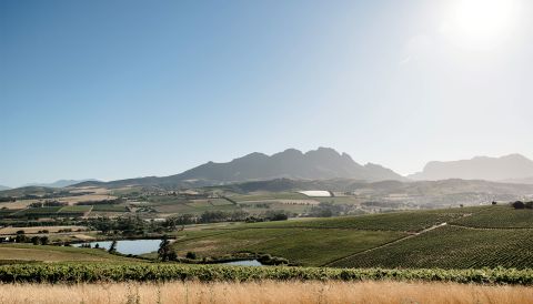 Simonsig's vineyards