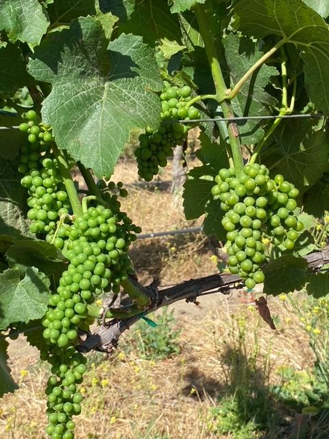 Picpoul ripening on the vine this summer in the Sweetwater Vineyard in Monterey