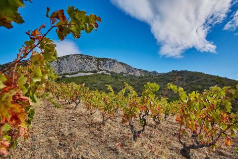 Les Soulanes – old vines, mountains and rocky soils