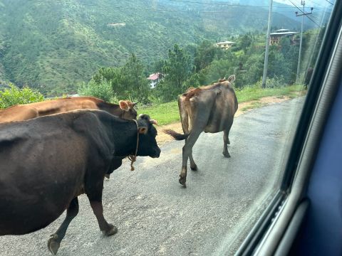 Cows on road in Bhutan