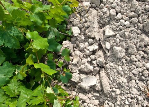 The albariza soils of Pago Añina