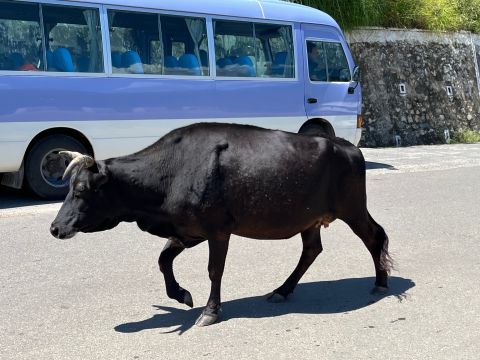 Bhutan bus and cow