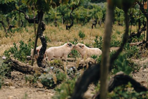 pigs kissing in vineyard