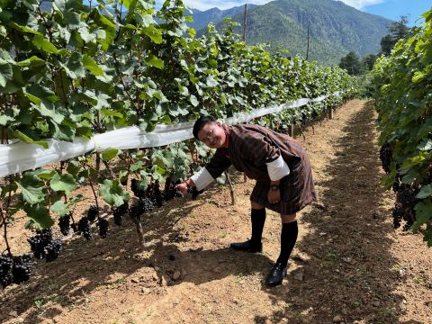 Paro Cabernet grapes and traditional Bhutanese costume