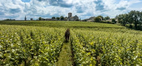 horse in Château Beauséjour vineyard