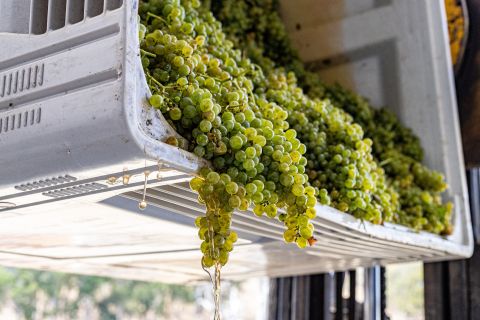 bright green fiano grapes dripping their juice as they go into the hopper