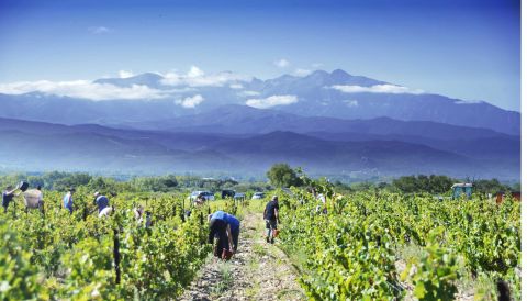Harvest at Domaine Fontanel