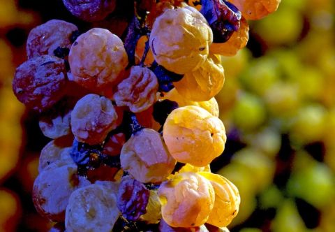 Vespaiolo, starting to raisin