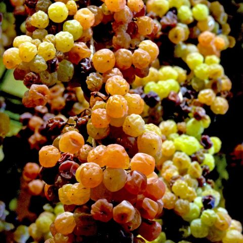 Vespaiolo, torcolato