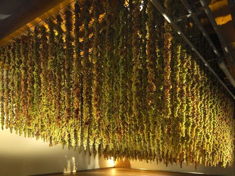 The Torcolato drying room