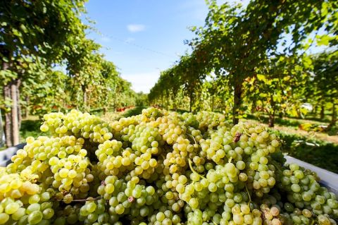 Vespaiolo, just picked